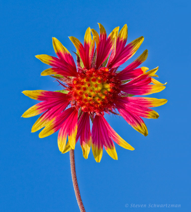 Firewheel by Steven Schwartman