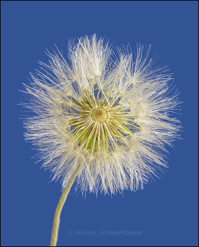 Silverpuff Seed Head copyright Steven Scwartzman